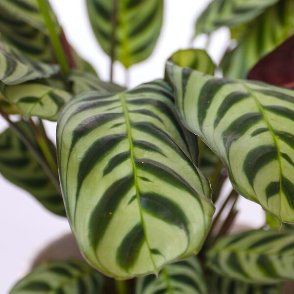 PLANT IN A BOX - Plante Dormeuse - Set de 2 - Ctenanthe 'burle-marxii' - Hauteur 25-40cm - ⌀12cm - large