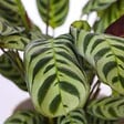 PLANT IN A BOX - Plante Dormeuse - Set de 2 - Ctenanthe 'burle-marxii' - Hauteur 25-40cm - ⌀12cm - vignette