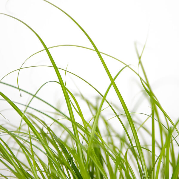 BLOOMIQUE - Lot de 3 - Cyperus zumula - Herbe à chat - Plante d’intérieur - H. 20-30 cm - P. 12 cm - large
