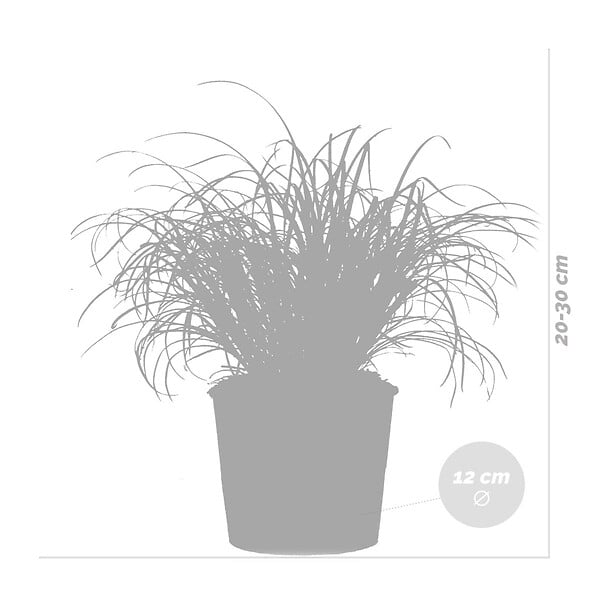 BLOOMIQUE - Lot de 3 - Cyperus zumula - Herbe à chat - Plante d’intérieur - H. 20-30 cm - P. 12 cm - large