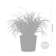 BLOOMIQUE - Lot de 3 - Cyperus zumula - Herbe à chat - Plante d’intérieur - H. 20-30 cm - P. 12 cm - vignette