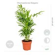 BLOOMIQUE - Lot de 4 - Mélange dépolluant - Dracaena, Dypsis, Chamaedorea, Chlorophytum - H. 20-40 cm - P. 12 cm - vignette