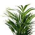 BLOOMIQUE - Lot de 2 - Dypsis Lutescens - Palmier Areca - Plante d’intérieur - H. 60-70 cm - P. 17 cm - vignette