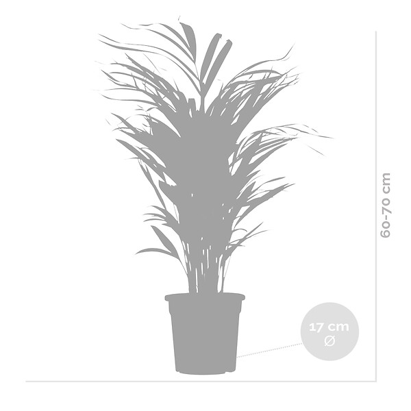 BLOOMIQUE - Lot de 2 - Dypsis Lutescens - Palmier Areca - Plante d’intérieur - H. 60-70 cm - P. 17 cm - large