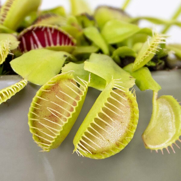BLOOMIQUE - Lot de 2 - Dionaea Muscipula - Dionée Attrape-Mouche - Plante Carnivore - H. 10-15 cm - P. 12 cm - large