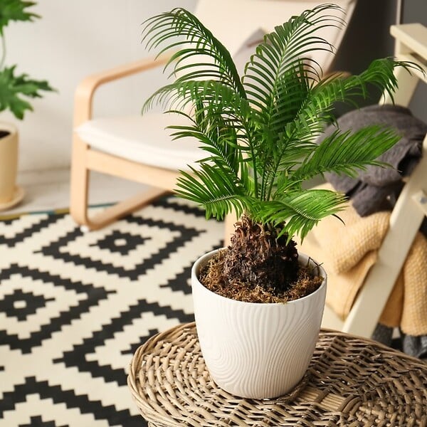 BLOOMIQUE - Lot de 2 - Cycas Revoluta - Cycas du Japon - Palmier d'intérieur - H. 30-40 cm - P. 12 cm - large
