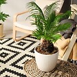 BLOOMIQUE - Lot de 2 - Cycas Revoluta - Cycas du Japon - Palmier d'intérieur - H. 30-40 cm - P. 12 cm - vignette