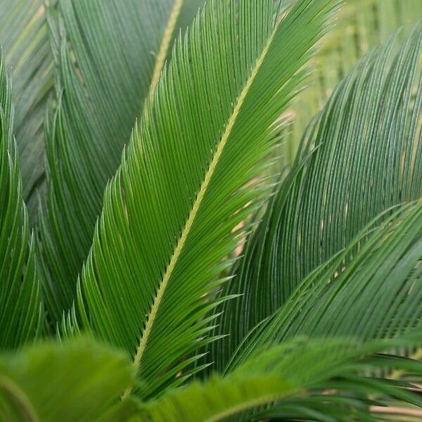BLOOMIQUE - Lot de 2 - Cycas Revoluta - Cycas du Japon - Palmier d'intérieur - H. 30-40 cm - P. 12 cm - large