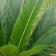 BLOOMIQUE - Lot de 2 - Cycas Revoluta - Cycas du Japon - Palmier d'intérieur - H. 30-40 cm - P. 12 cm - vignette