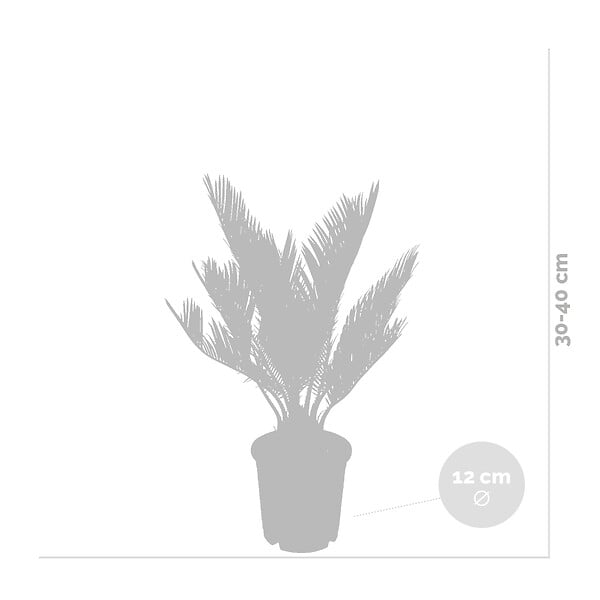 BLOOMIQUE - Lot de 2 - Cycas Revoluta - Cycas du Japon - Palmier d'intérieur - H. 30-40 cm - P. 12 cm - large