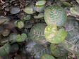 BLOOMIQUE - Lot de 2 Polyscias - Fabian & Fruticosa - Aralia - H. 50-70 cm - P. 17 cm - vignette