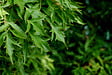 BLOOMIQUE - Lot de 2 Polyscias - Fabian & Fruticosa - Aralia - H. 50-70 cm - P. 17 cm - vignette