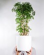 BLOOMIQUE - Lot de 2 Polyscias - Fabian & Fruticosa - Aralia - H. 50-70 cm - P. 17 cm - vignette