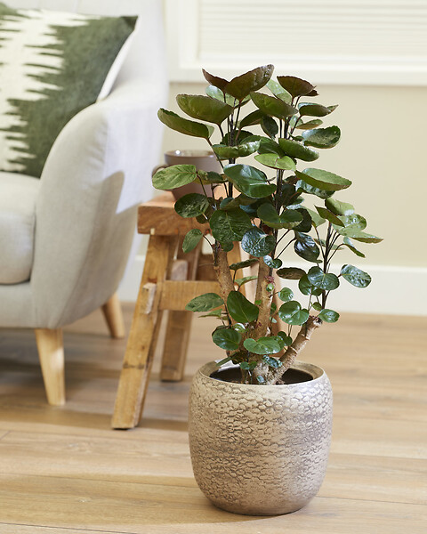BLOOMIQUE - Lot de 2 Polyscias - Fabian & Fruticosa - Aralia - H. 50-70 cm - P. 17 cm - large