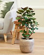 BLOOMIQUE - Lot de 2 Polyscias - Fabian & Fruticosa - Aralia - H. 50-70 cm - P. 17 cm - vignette