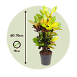PLANT IN A BOX - Croton - Codiaeum variegatum 'Mrs. Iceton' - Hauteur 60-70cm - ⌀19cm - vignette