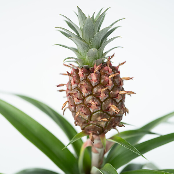 PLANT IN A BOX - Ananas d'ornement - Set de 2 - Ananas comosus 'Mi Amigo' - H35-45cm - ⌀12cm - large