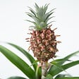 PLANT IN A BOX - Ananas d'ornement - Set de 2 - Ananas comosus 'Mi Amigo' - H35-45cm - ⌀12cm - vignette