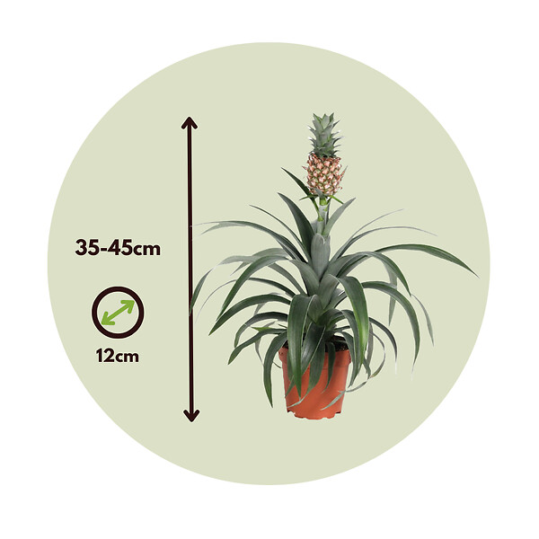 PLANT IN A BOX - Ananas d'ornement - Set de 2 - Ananas comosus 'Mi Amigo' - H35-45cm - ⌀12cm - large