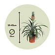 PLANT IN A BOX - Ananas d'ornement - Set de 2 - Ananas comosus 'Mi Amigo' - H35-45cm - ⌀12cm - vignette
