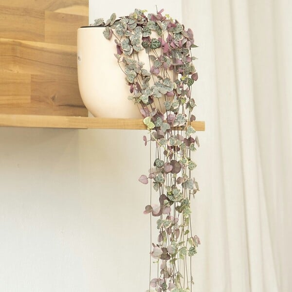 PLANT IN A BOX - Chaîne des cœurs - Ceropegia linearis Woodii - Hauteur 20-30cm - ⌀14cm - large