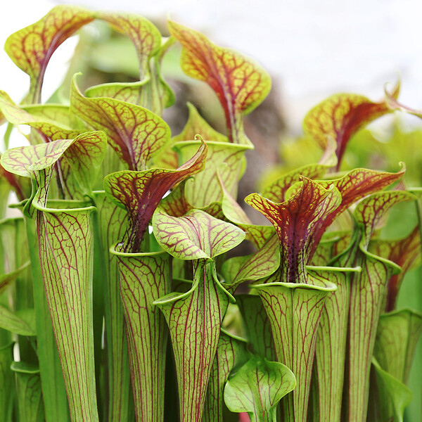 BLOOMIQUE - Sarracenia Juthatip Soper - Plante Trompette - Plante Carnivore - H. 10-20 cm - P. 12 cm - large