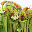 BLOOMIQUE - Sarracenia Juthatip Soper - Plante Trompette - Plante Carnivore - H. 10-20 cm - P. 12 cm - vignette