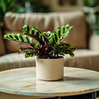 PLANT IN A BOX - Calathea ornata - Set de 2 - Goeppertia insignis - Hauteur 30-40cm - ⌀12cm - vignette