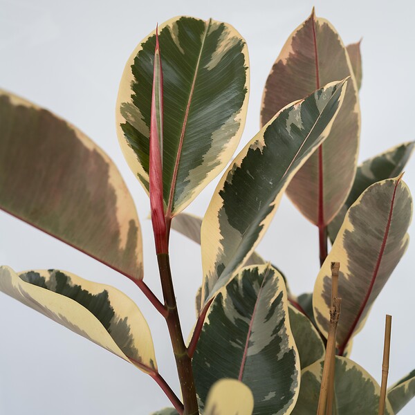 PLANT IN A BOX - Caoutchouc - Ficus Elastica 'Tineke' - Hauteur 75-100cm - ⌀24cm - large