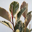 PLANT IN A BOX - Caoutchouc - Ficus Elastica 'Tineke' - Hauteur 75-100cm - ⌀24cm - vignette