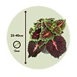 PLANT IN A BOX - Plante à feuillage - Set de 3 - Plectranthus scutellarioides - H25-40cm - ⌀13cm - vignette