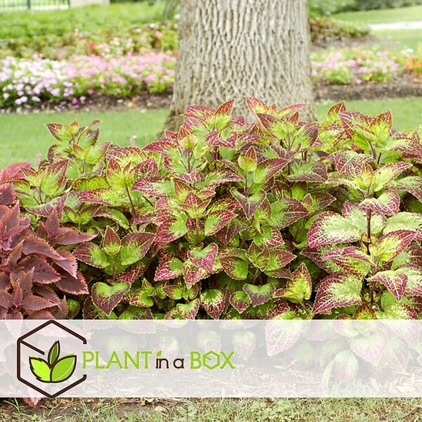 PLANT IN A BOX - Plante à feuillage - Set de 3 - Plectranthus scutellarioides - H25-40cm - ⌀13cm - large