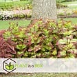 PLANT IN A BOX - Plante à feuillage - Set de 3 - Plectranthus scutellarioides - H25-40cm - ⌀13cm - vignette