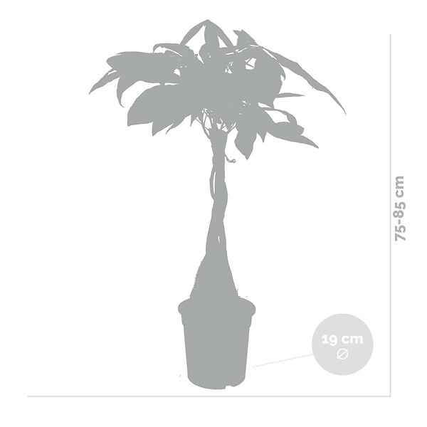 BLOOMIQUE - Lot de 2 - Pachira Aquatica - Arbre à monnaie - Cacaoyer d’eau - H. 60-70 cm - P. 17 cm - large