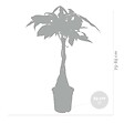 BLOOMIQUE - Lot de 2 - Pachira Aquatica - Arbre à monnaie - Cacaoyer d’eau - H. 60-70 cm - P. 17 cm - vignette