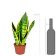 BLOOMIQUE - Lot de 4 - Sansevieria 'Superba' lot de 4 - Plante d'intérieur et pot - Hauteur 10-20 cm - Pot 9 cm - vignette