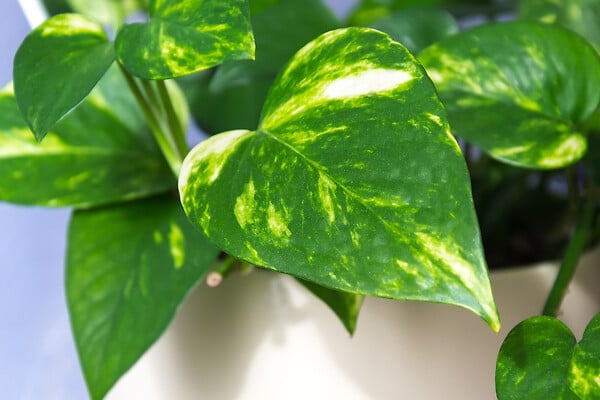 BLOOMIQUE - Lot de 2 Epipremnum Aureum - Lierre du Diable - Plantes Suspendues - H. 20-30 cm - P. 15 cm - large
