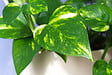 BLOOMIQUE - Lot de 2 Epipremnum Aureum - Lierre du Diable - Plantes Suspendues - H. 20-30 cm - P. 15 cm - vignette