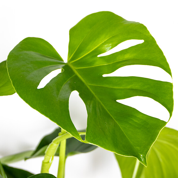 BLOOMIQUE - Monstera Deliciosa - Monstera - Plantes d’intérieur - Dépolluante - H. 70-80 cm - P. 21 cm - large