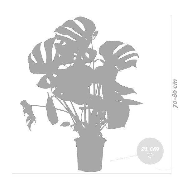 BLOOMIQUE - Monstera Deliciosa - Monstera - Plantes d’intérieur - Dépolluante - H. 70-80 cm - P. 21 cm - large