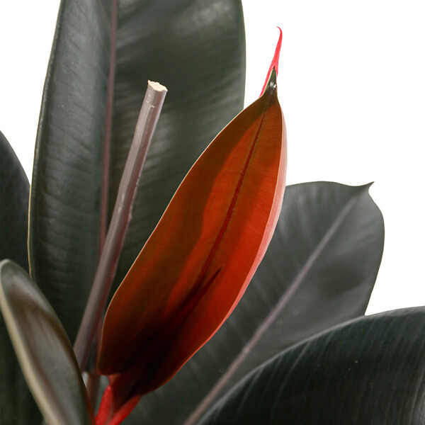 PLANT IN A BOX - Caoutchouc - Ficus Elastica 'Abidjan' - Hauteur 75-100cm - ⌀24cm - large