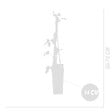 BLOOMIQUE - Rubus Idaeus 'Héritage' - Framboos Plant - Fruitplanten - Tuinplanten - Rustique - P. 14 cm - vignette