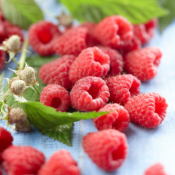 BLOOMIQUE - 2x Rubus Idaeus 'Héritage' - Framboos Plant - Fruitplanten - Tuinplanten - Rustique - P. 14 cm - large