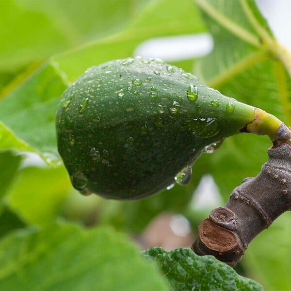 BLOOMIQUE - Ficus carica 'Brown Turkey' - Figuier - Arbre fruitier - Plante de jardin - H. 60-80 cm - P. 17 cm - large