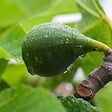 BLOOMIQUE - Ficus carica 'Brown Turkey' - Figuier - Arbre fruitier - Plante de jardin - H. 60-80 cm - P. 17 cm - vignette