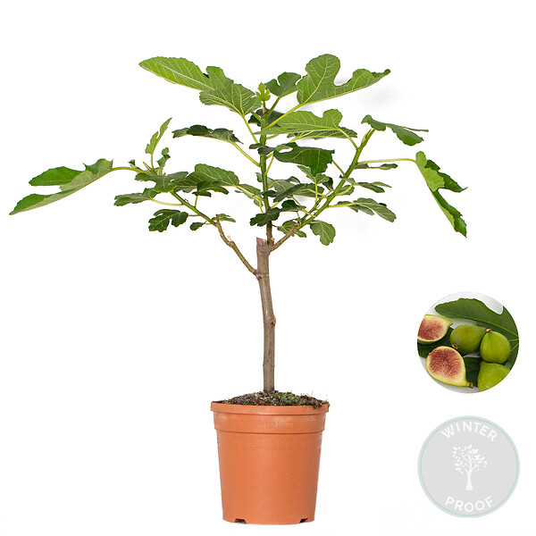 BLOOMIQUE - Ficus carica 'Brown Turkey' - Figuier - Arbre fruitier - Plante de jardin - H. 60-80 cm - P. 17 cm - large