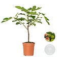 BLOOMIQUE - Ficus carica 'Brown Turkey' - Figuier - Arbre fruitier - Plante de jardin - H. 60-80 cm - P. 17 cm - vignette