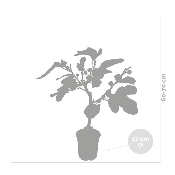 BLOOMIQUE - Ficus carica 'Brown Turkey' - Figuier - Arbre fruitier - Plante de jardin - H. 60-80 cm - P. 17 cm - large