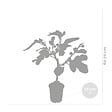 BLOOMIQUE - Ficus carica 'Brown Turkey' - Figuier - Arbre fruitier - Plante de jardin - H. 60-80 cm - P. 17 cm - vignette