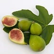 BLOOMIQUE - Ficus carica 'Brown Turkey' - Figuier - Arbre fruitier - Plante de jardin - H. 60-80 cm - P. 17 cm - vignette